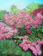 Pink Flowers with path